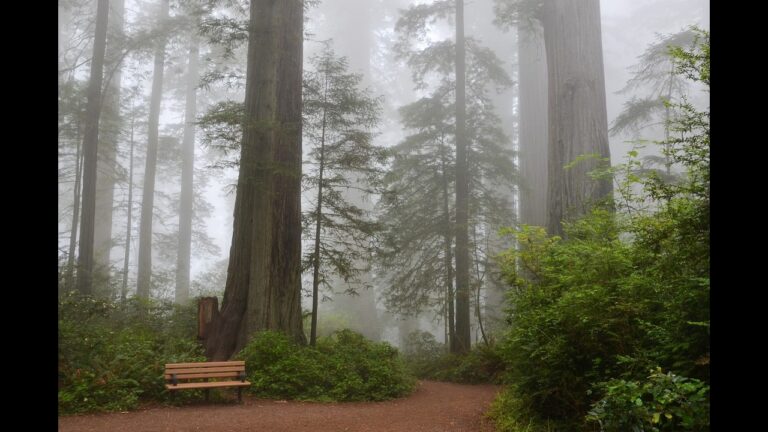 Redwood National Park