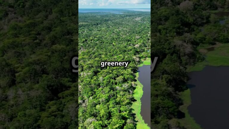 Amazon Rainforest. Should You Visit?  2024 #travelshorts #amazonrainforest