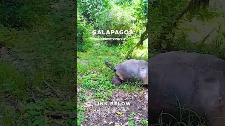 #TommyTravelz #travelnow #traveltips #galapagos #sancristobal #santacruz #islabaltra #isabelaisland